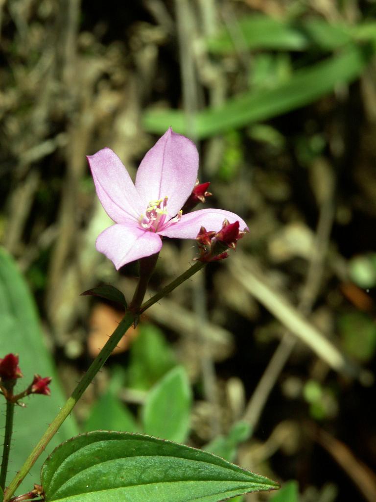 100228_Tlapacoyan 045.jpg